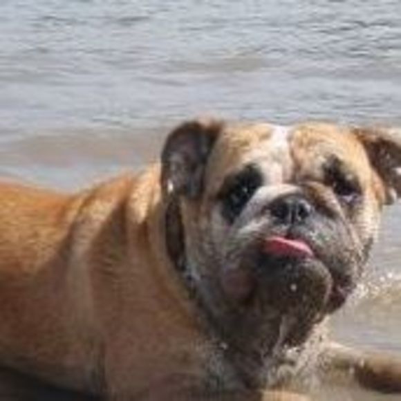 Meet your Posher, Vivian - Picture 1 of 1